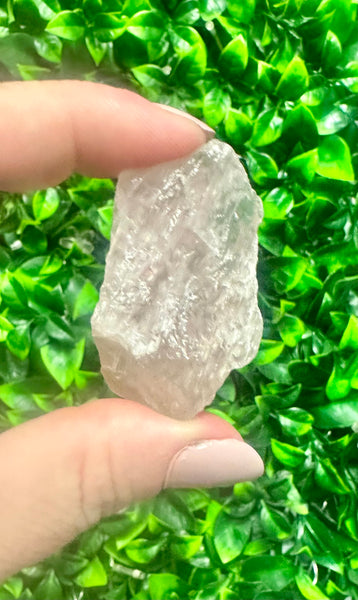 Candle and  Seedlings Kit~Carnations