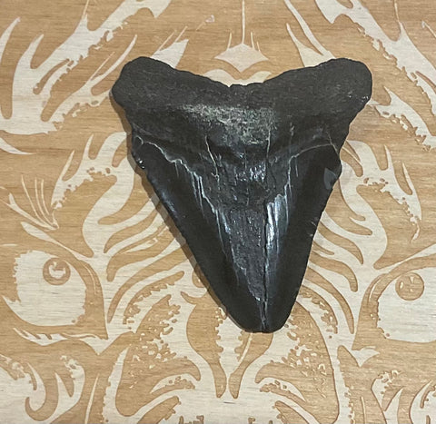Megalodon tooth fossil