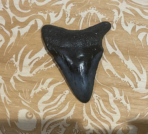 Megalodon tooth fossil