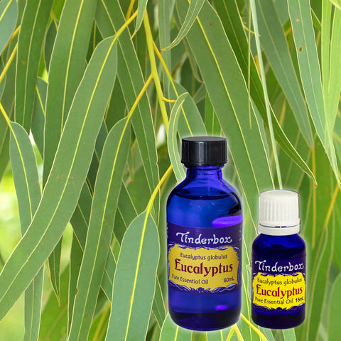 Eucalyptus Globulus Australian Essential Oil 15mL