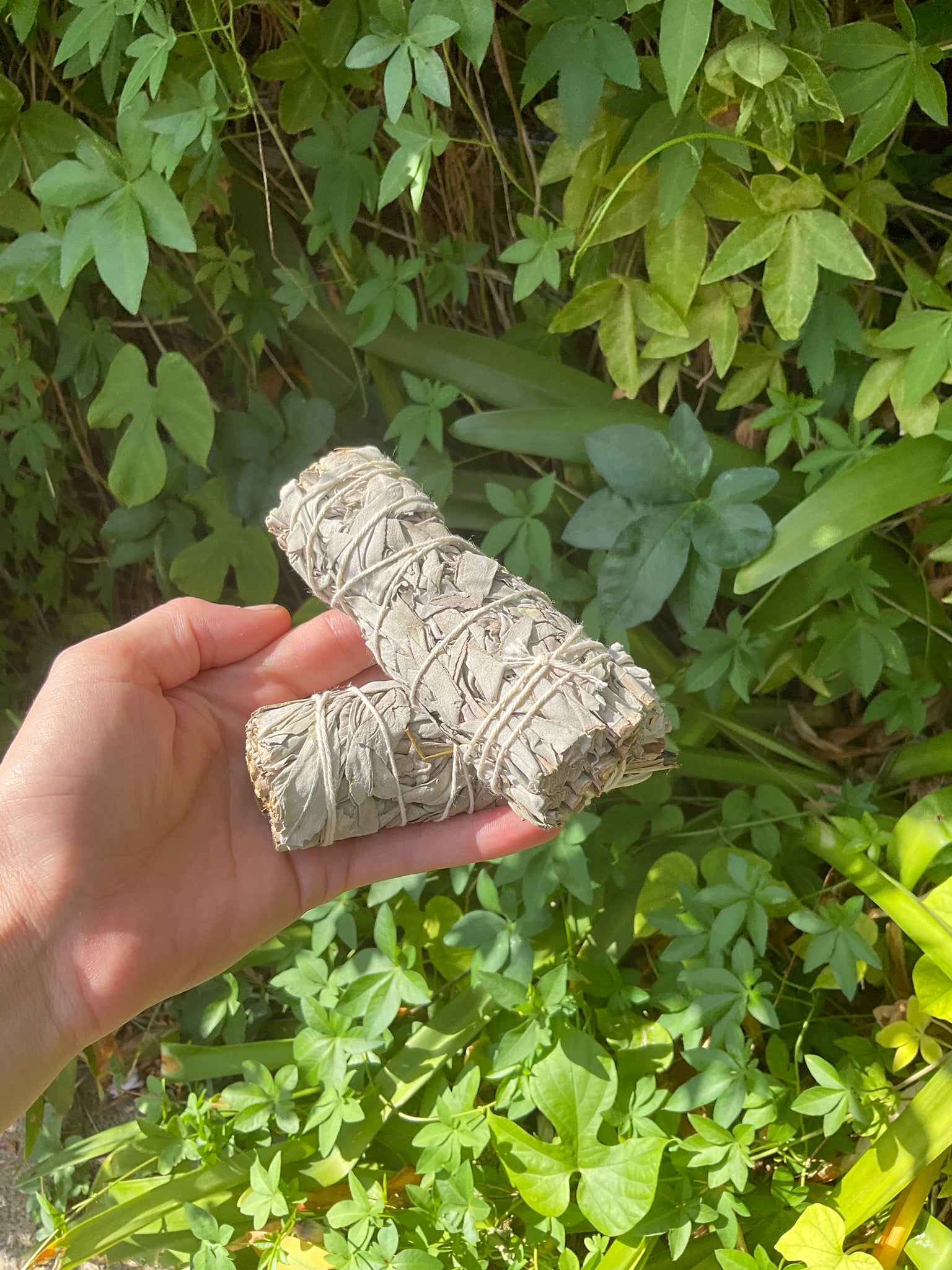 Sml White Sage Smudge Stick