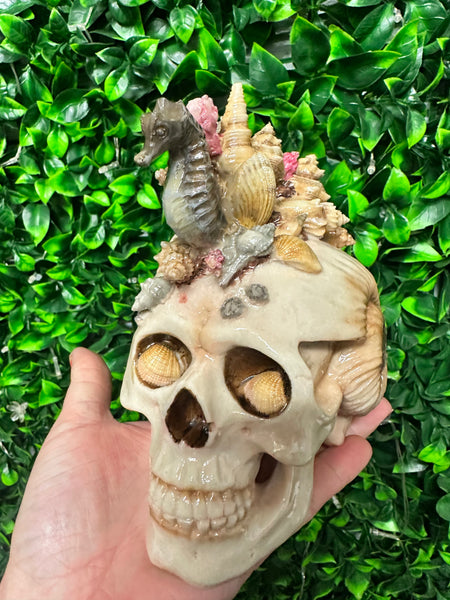 Sea conch Skull