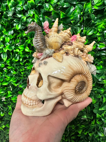 Sea conch Skull