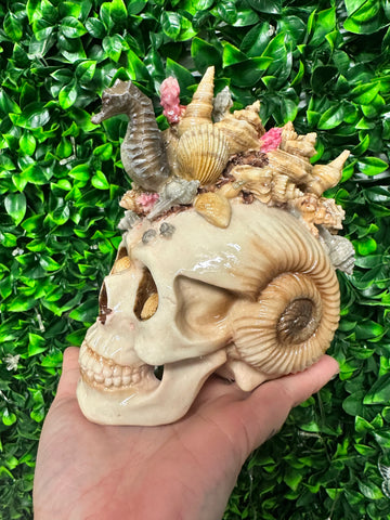Sea conch Skull