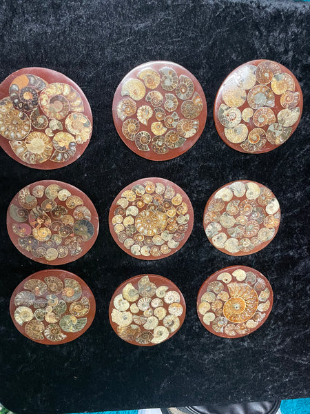 Ammonite disks