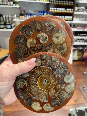 Ammonite disks