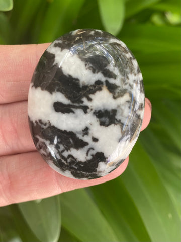 Zebra Stone Palm Stone