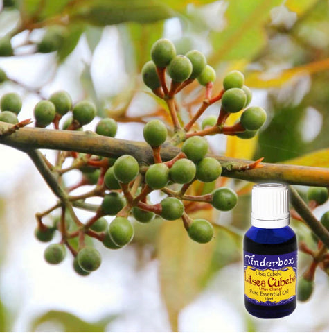 Litsea Cubeba Essential Oil 15mL