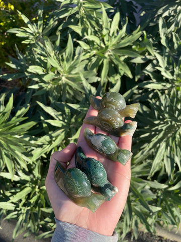 Moss agate snails