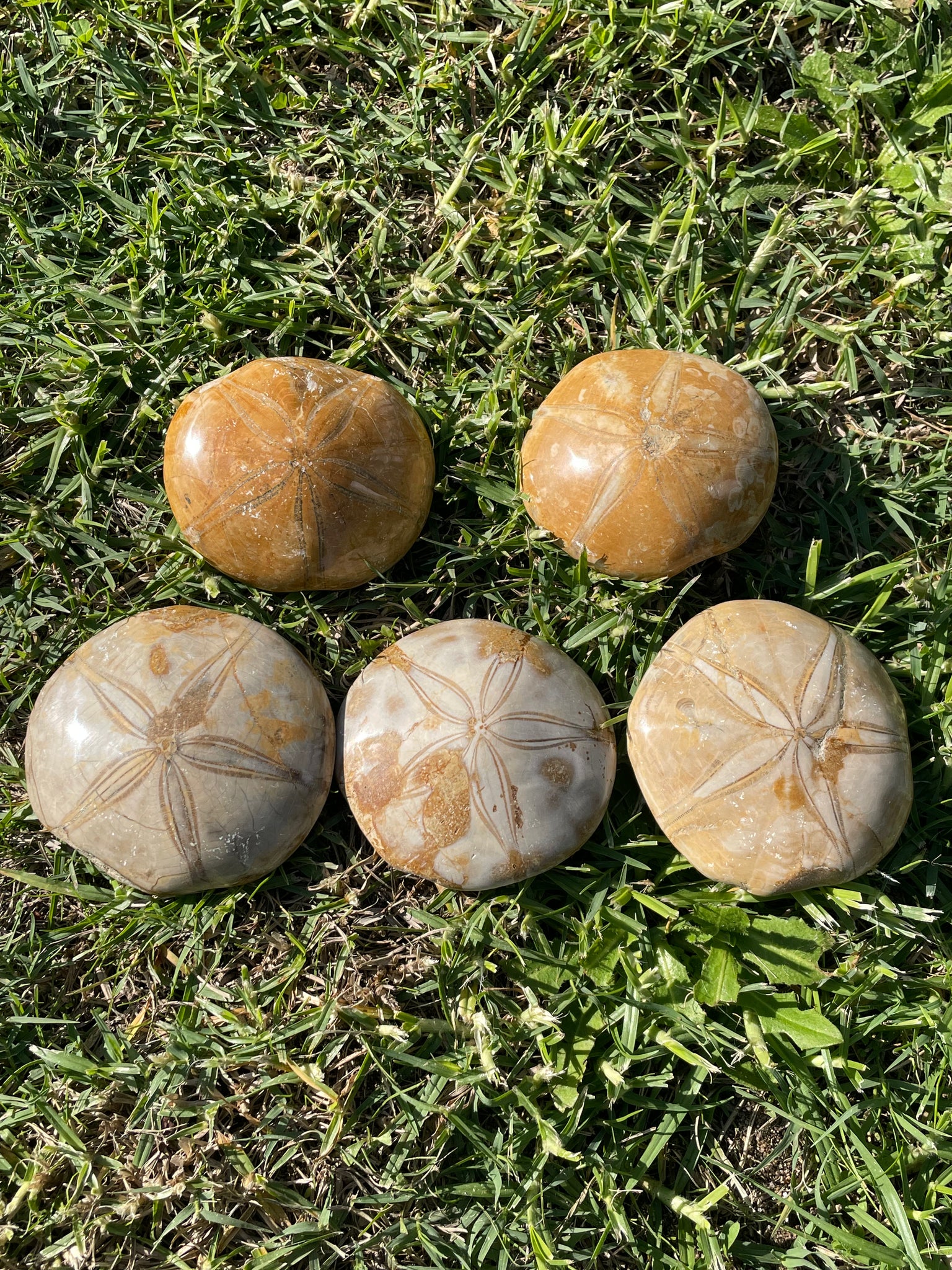 Starfish Fossil