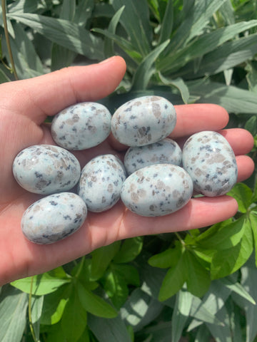 Kiwi Jasper