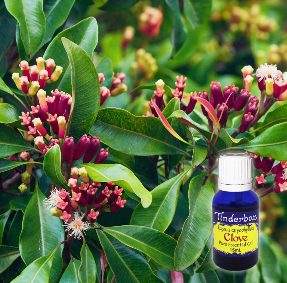 Clove Bud Essential Oil 15ml