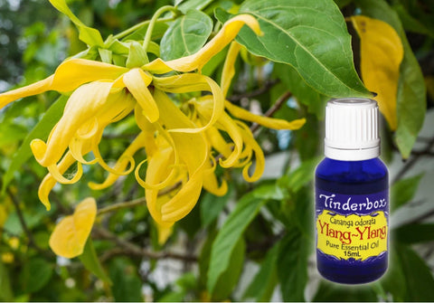 Ylang Ylang Essential Oil 15mL