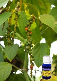 Black pepper essential oil