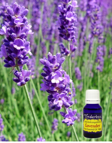 Lavender Angustifolia Essential Oil