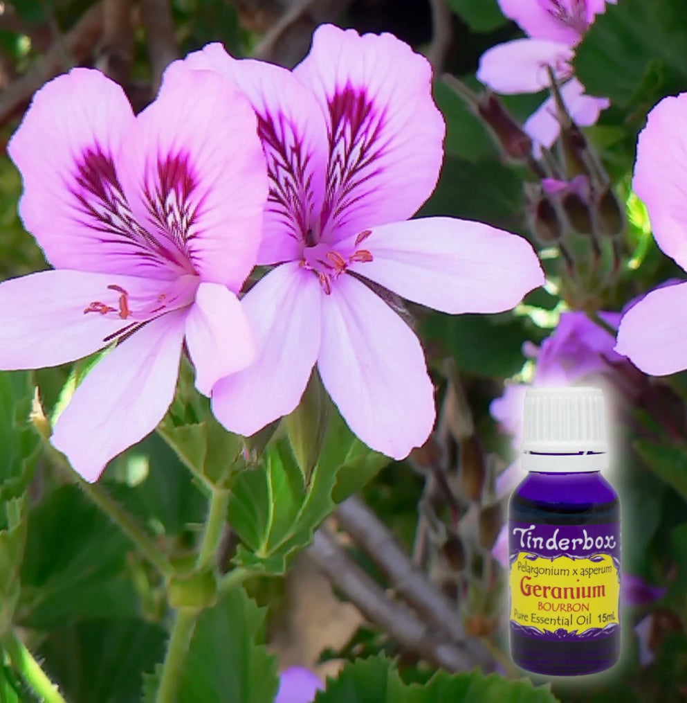 Geranium Bourbon Essential Oil 15mL