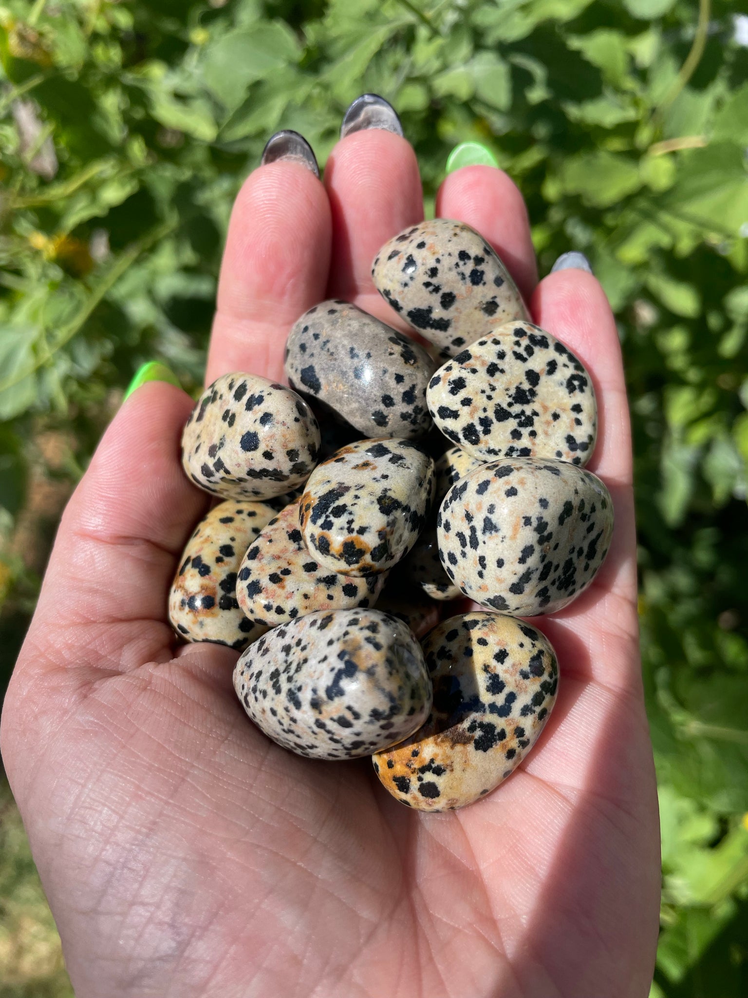 Dalmatian Jasper Tumbled