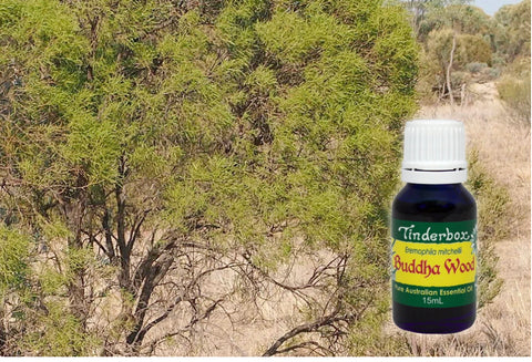 Buddha wood Essential Oil 15mL