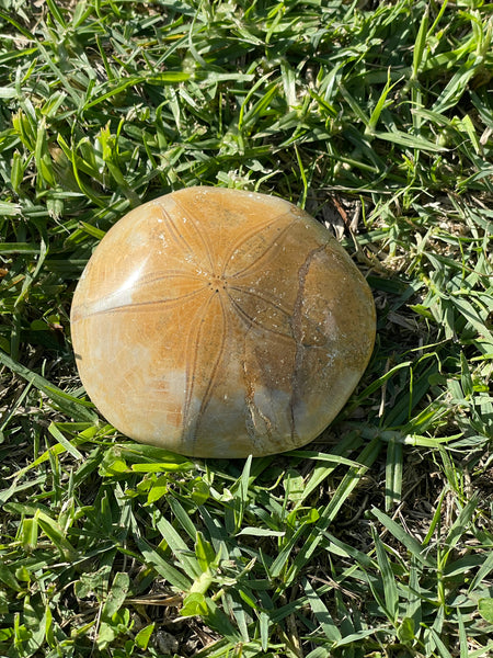 Starfish Fossil