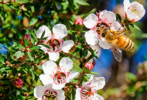 Manuka oil