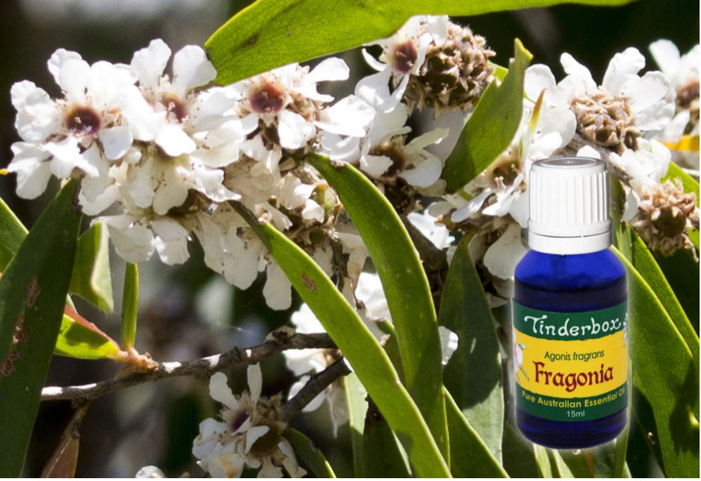 Fragonia Essential Oil 15mL