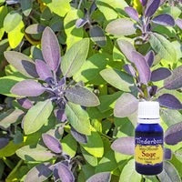 Sage essential oil